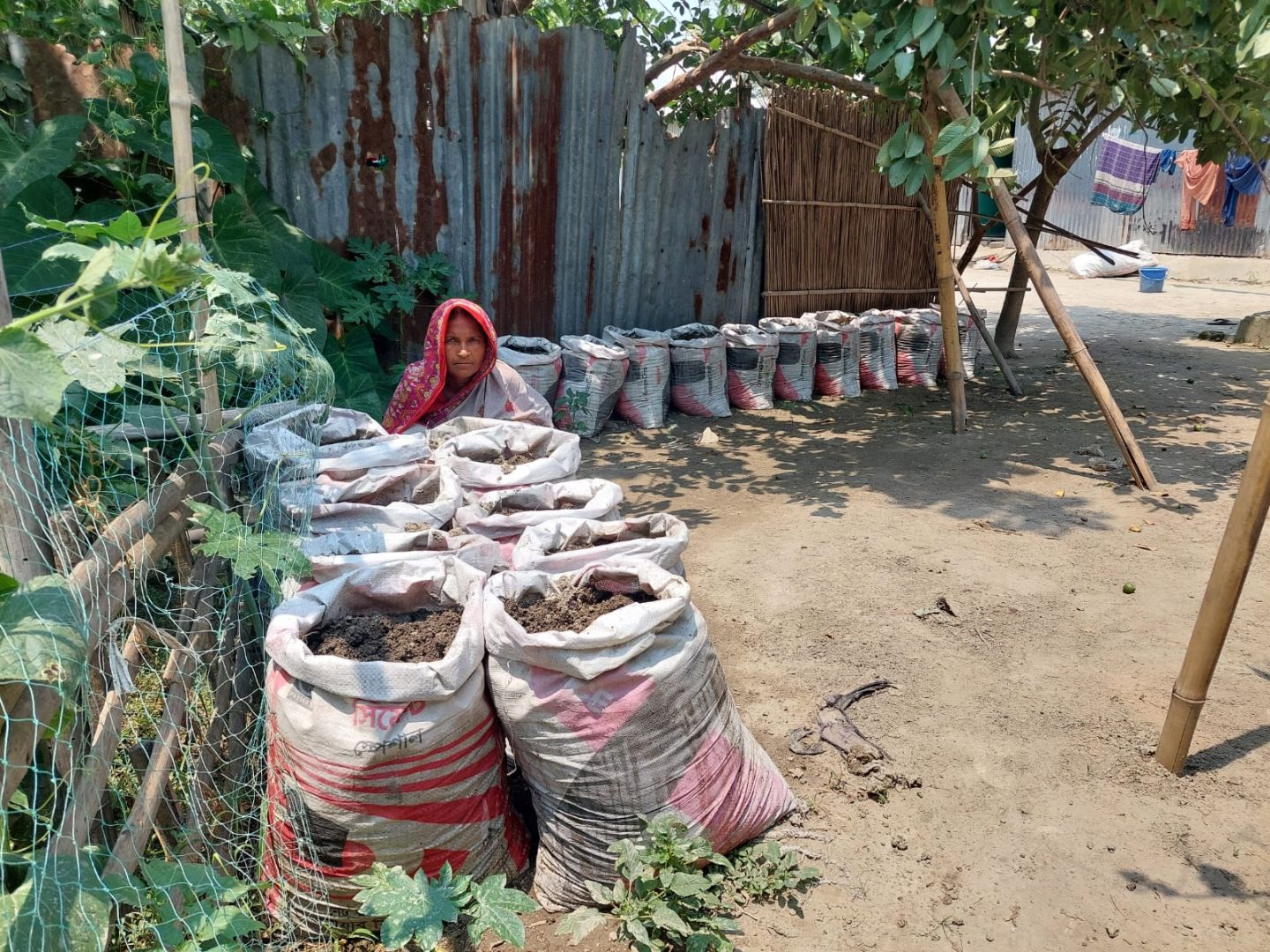 Ginger cultivation through Sack method at, Kapasia, Sundorgonj.jpg