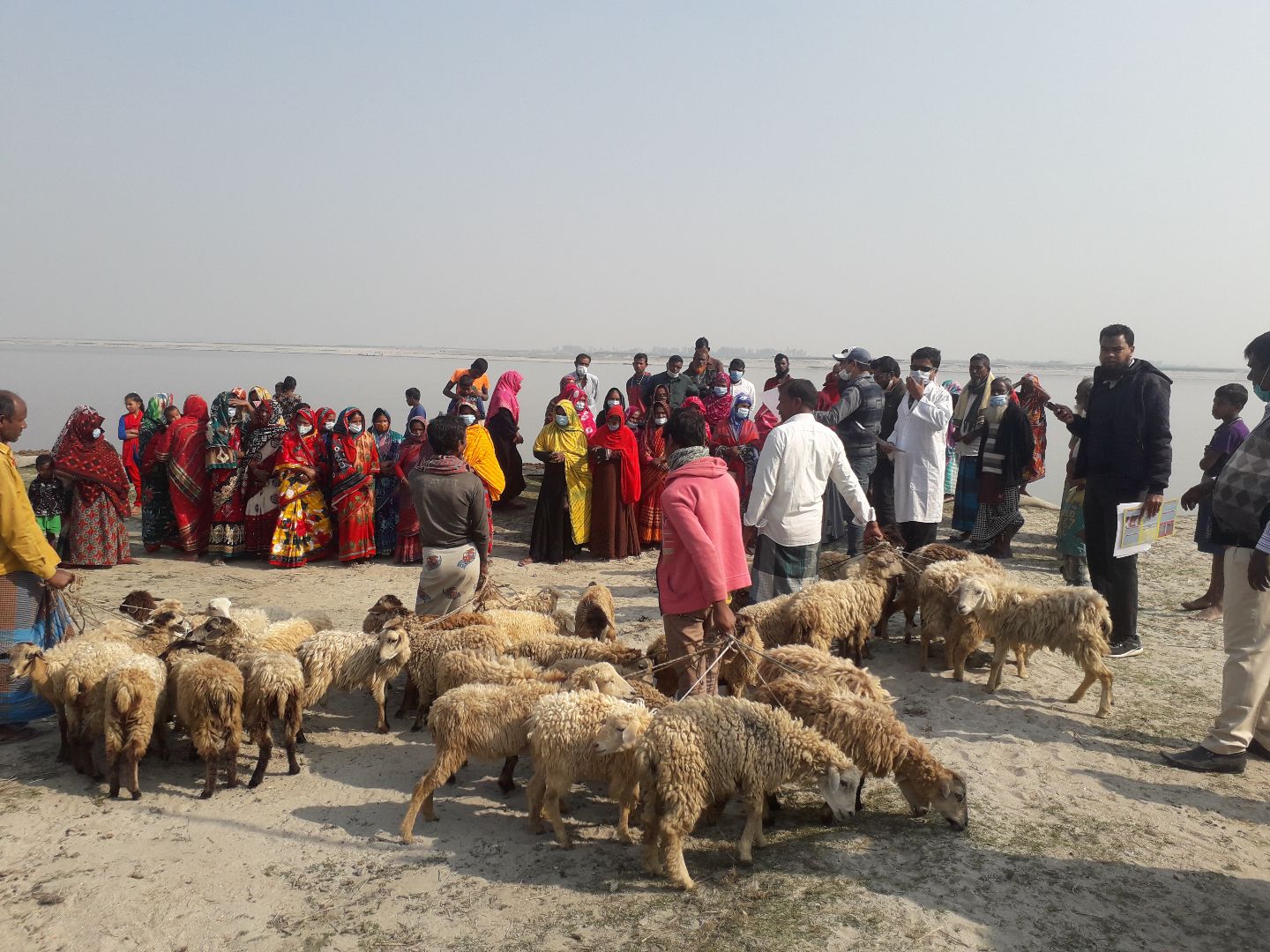Sheep distribution at Kapasia, sundorgonj.jpg