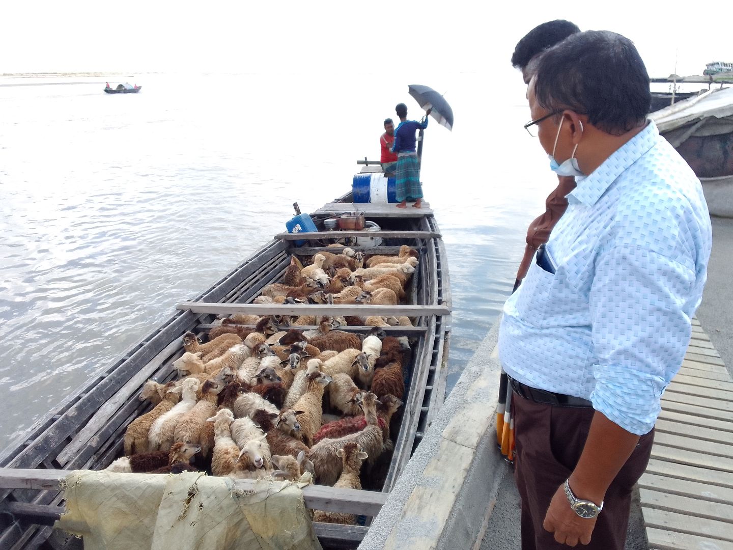 ULO department observation sheep health.jpg